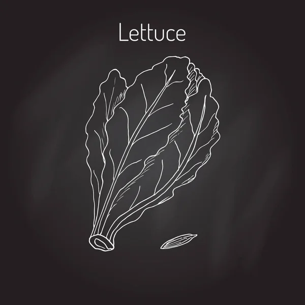 Lechuga de ensalada. Vegetales hechos a mano — Archivo Imágenes Vectoriales