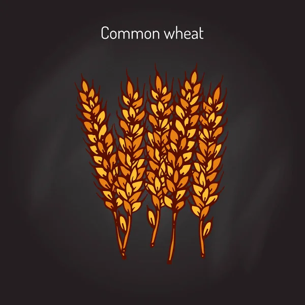 Croquis des épis de blé dessinés à la main — Image vectorielle