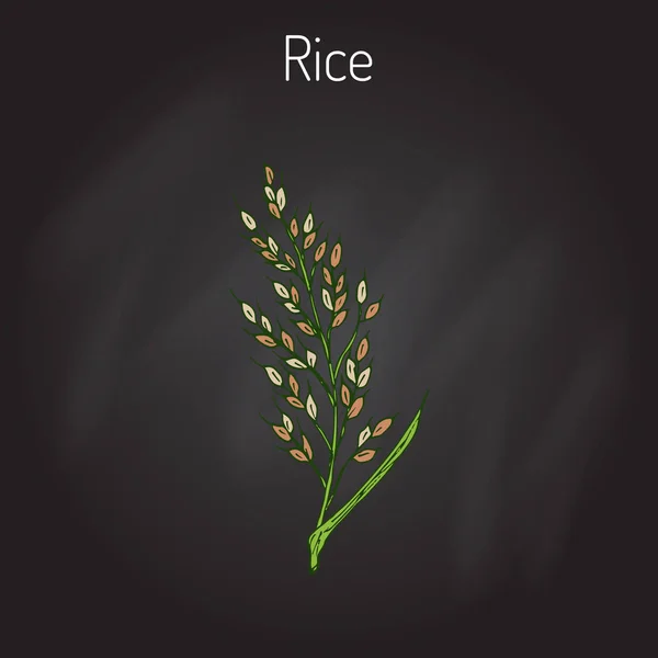 Esboço de orelhas de arroz desenhado à mão —  Vetores de Stock