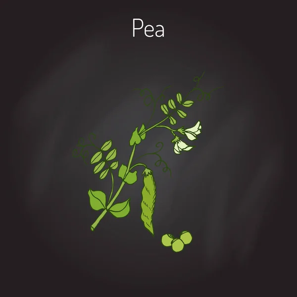 Pois verts. illustration vectorielle. — Image vectorielle