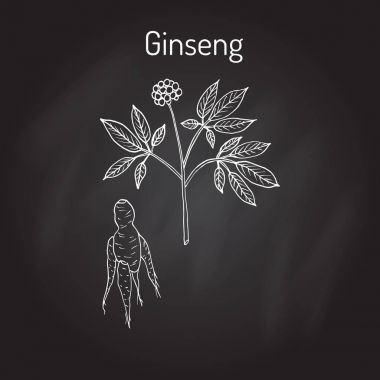 Ginseng - tıbbi bitki