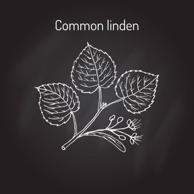 Linden dal yaprak ve çiçek ile