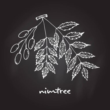 Nimtree, şifalı bitki