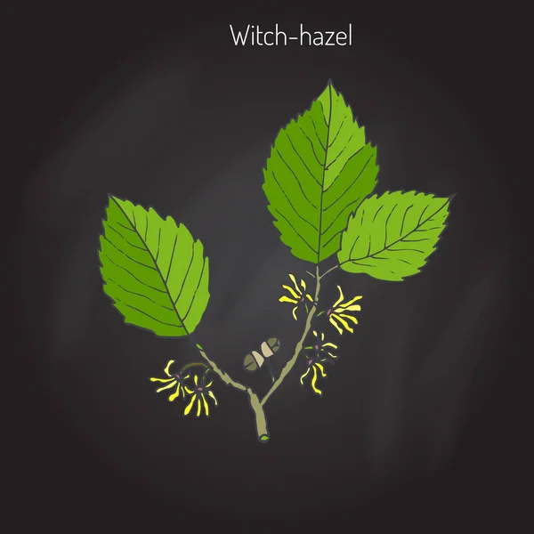 Branch of a witch hazel — Stock Vector