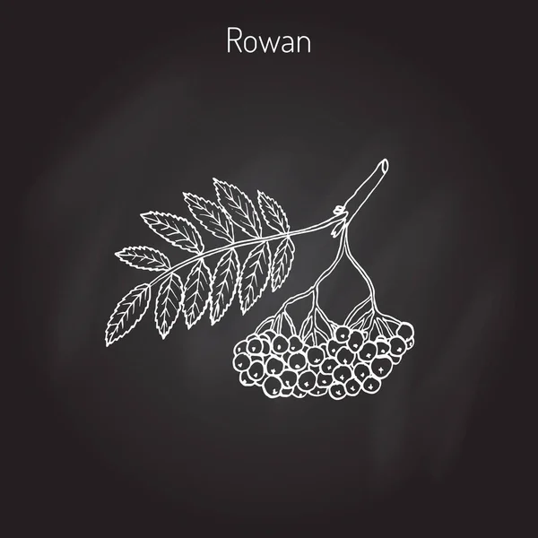 Rowan o ceniza de montaña — Vector de stock