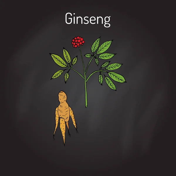 Ginseng - planta medicinal —  Vetores de Stock