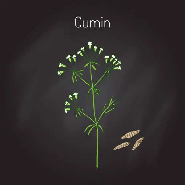 Cumin de plantes aromatiques — Image vectorielle