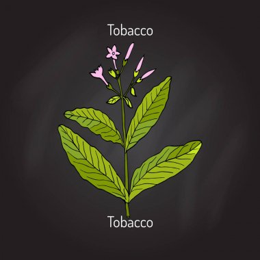 Tobacco plant vector clipart