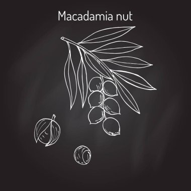 Macadamia nut şube