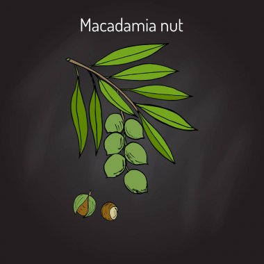 Macadamia nut şube