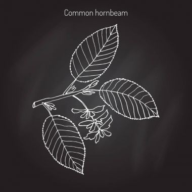 Hornbeam with leaves and fruits clipart