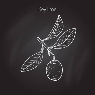 Kireç şube yaprakları ile