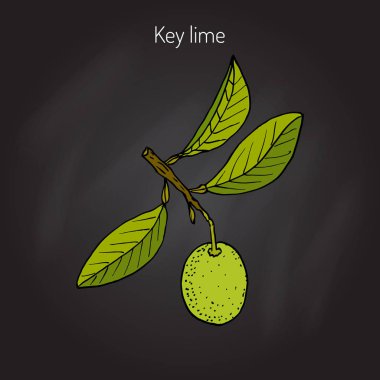 Kireç şube yaprakları ile