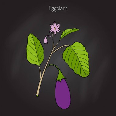 Yaprak ve çiçek ile patlıcan