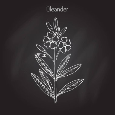 Oleander Nerium oleander