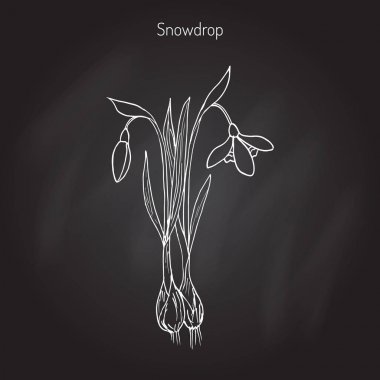 Kardelen, Bahar çiçek