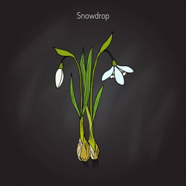 Kardelen, Bahar çiçek