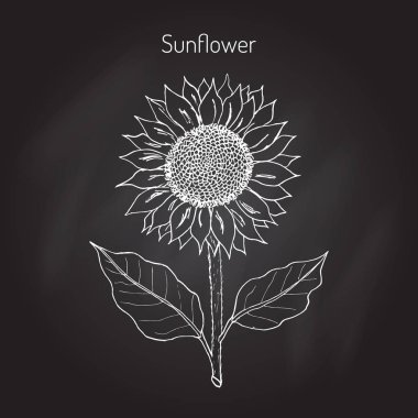 Ayçiçeği. Vektör çizim