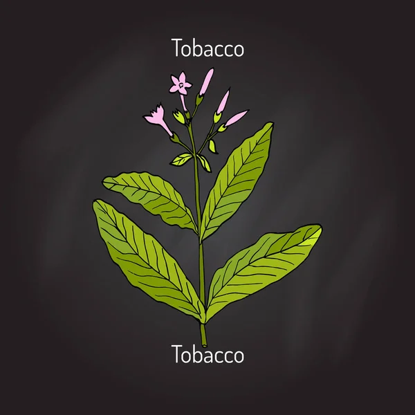 Tobacco plant vector — Stock Vector