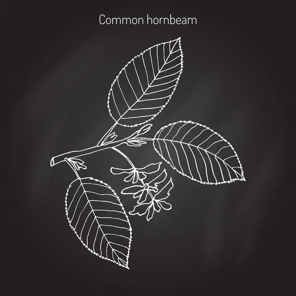 Hornbeam con hojas y frutos — Archivo Imágenes Vectoriales