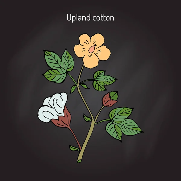 Planta de algodón con flor — Vector de stock