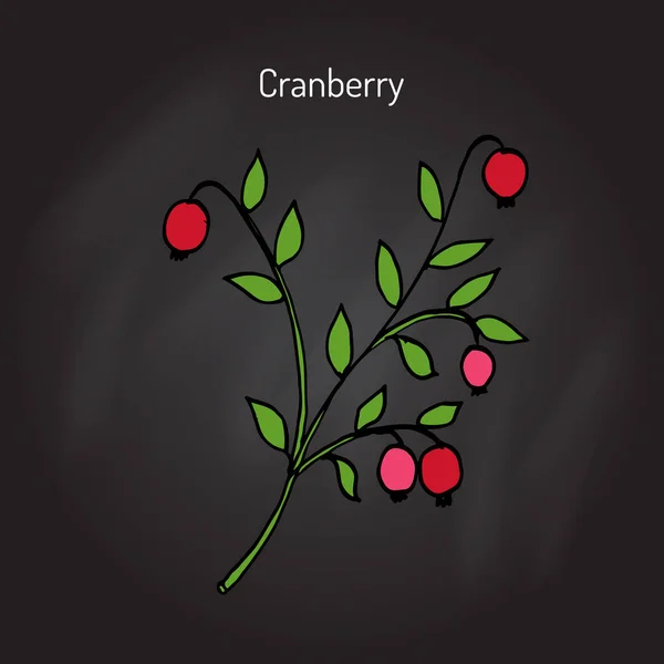 Hutan liar matang cranberry dan daun - Stok Vektor