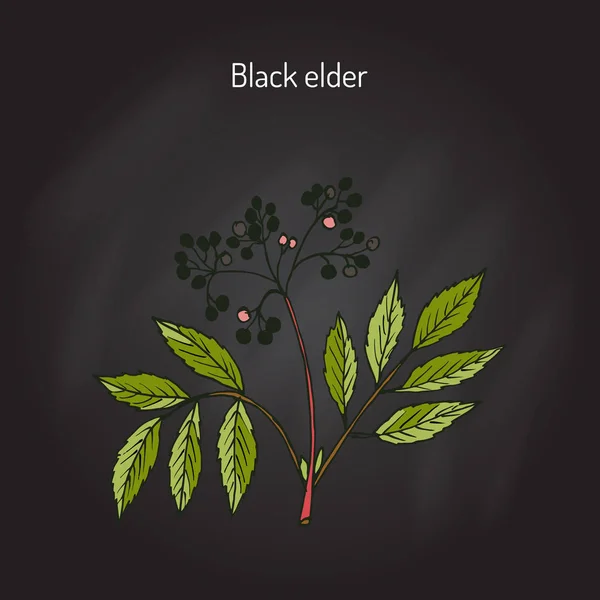 Anciano negro, planta medicinal — Vector de stock