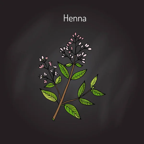 Henna lub hina — Wektor stockowy