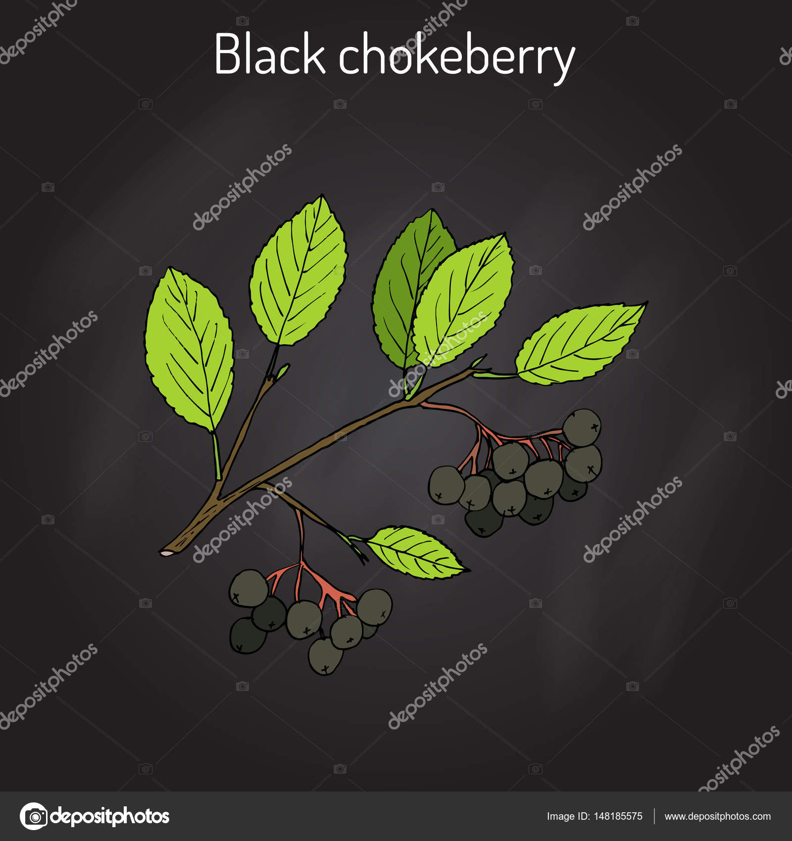 Black chokeberry aronia melanocarpa medicinal plant stock