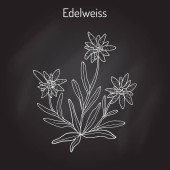 Edelweiss leontopodium alpinum