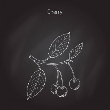 Kiraz ve yaprakları ile kiraz Şubesi