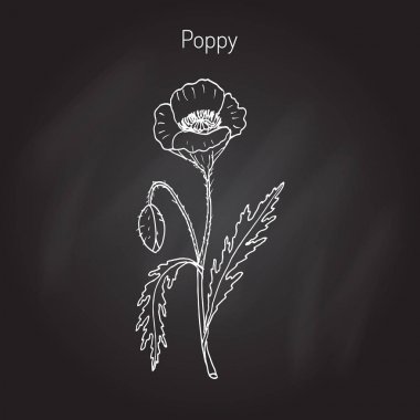 Haşhaş veya gelincik somniferum