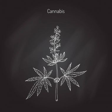 Kenevir, Hint keneviri