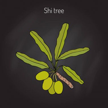 Shea ağacı dalı