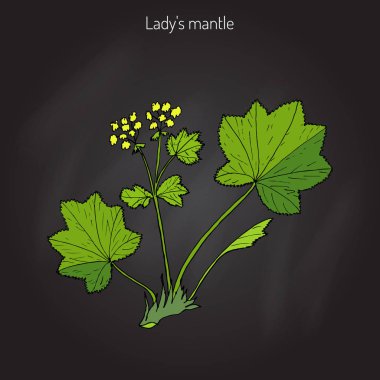 Alchemilla vulgaris, ortak Bayan s manto