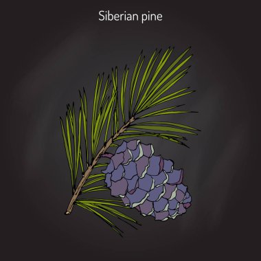 Pinus sibirica veya sedir