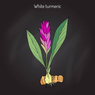 Curcuma zedoaria, zedoary, beyaz zerdeçal