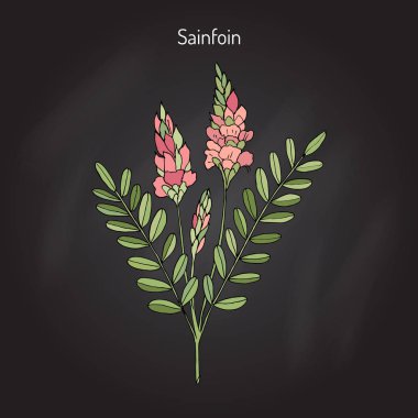 Ortak sainfoin Onobrychis viciifolia