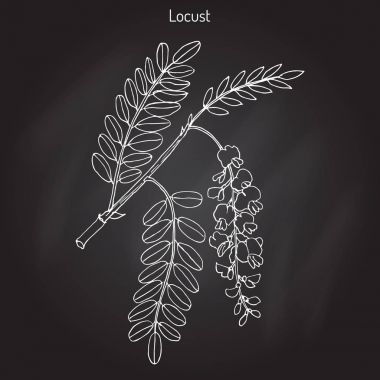 Robinia pseudoacacia veya siyah çekirge