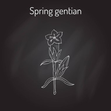 bahar Gentiana verna