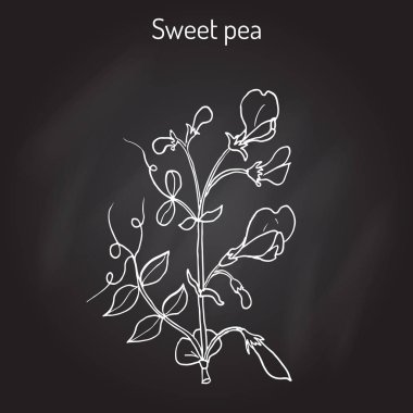 Tatlı bezelyem Lathyrus odoratus