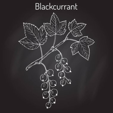 Blackcurrant Ribes nigrum