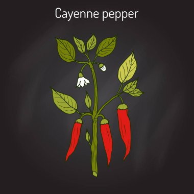 Biber biber Capsicum annuum