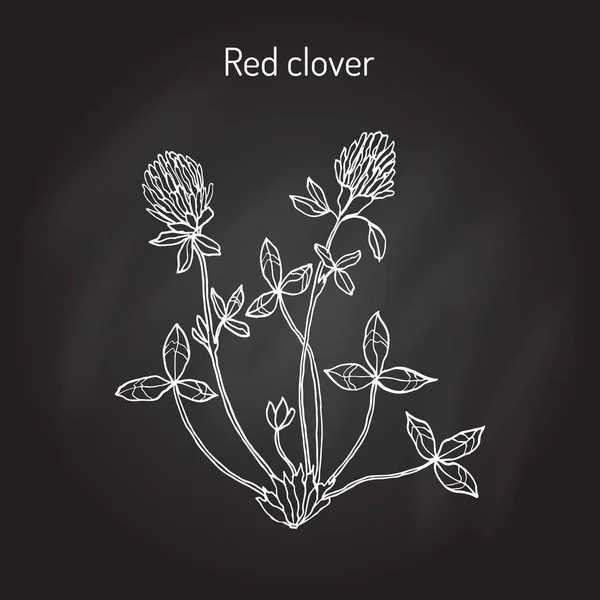 Trébol rojo o Trifolium pratense — Vector de stock