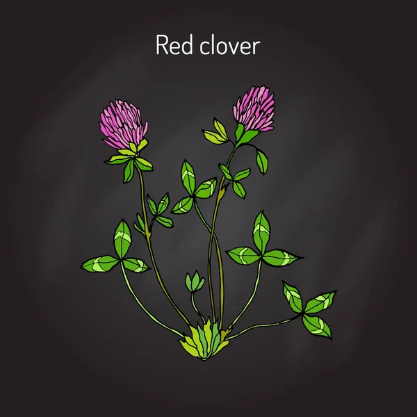 Trèfle rouge ou Trifolium pratense — Image vectorielle