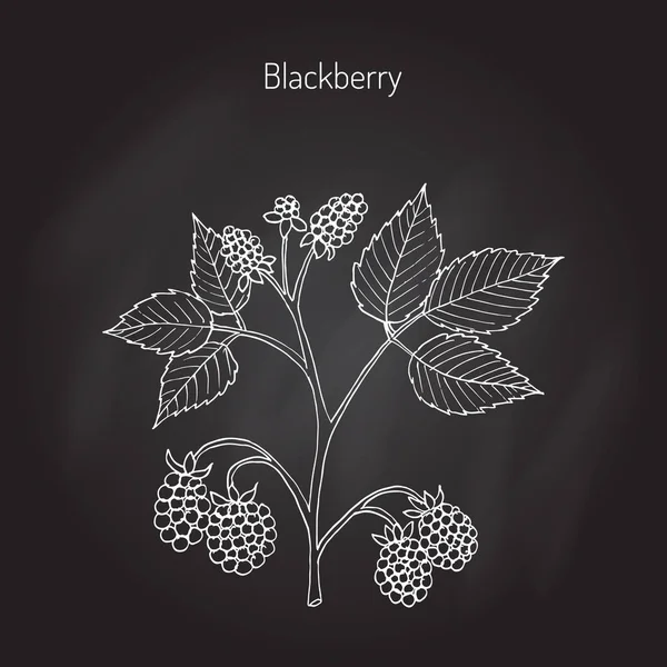Zahradní rostlina BlackBerry — Stockový vektor