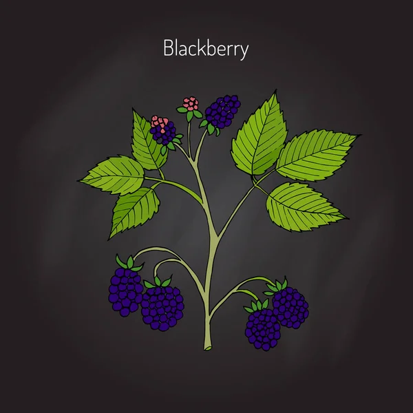 Pabrik kebun Blackberry - Stok Vektor