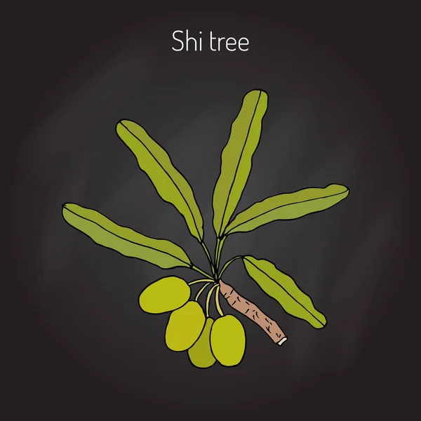 Rama de árbol de karité — Vector de stock