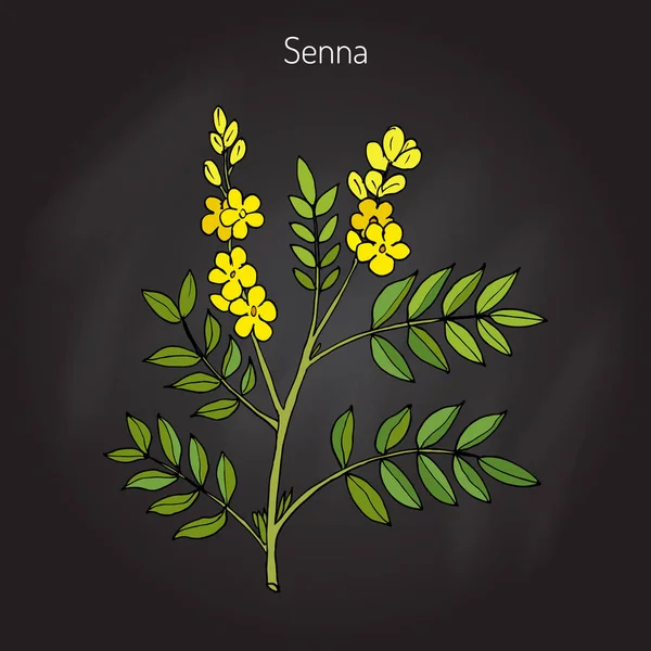 Φυτό Αλεξανδρινό senna — Διανυσματικό Αρχείο
