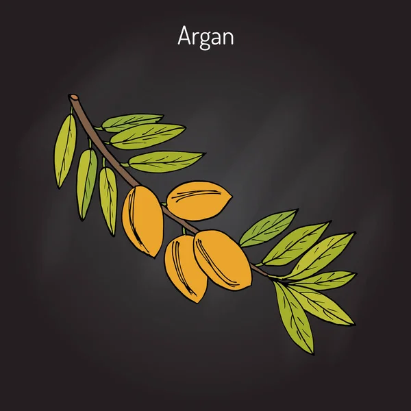 Argan, Argania spinosa — Διανυσματικό Αρχείο